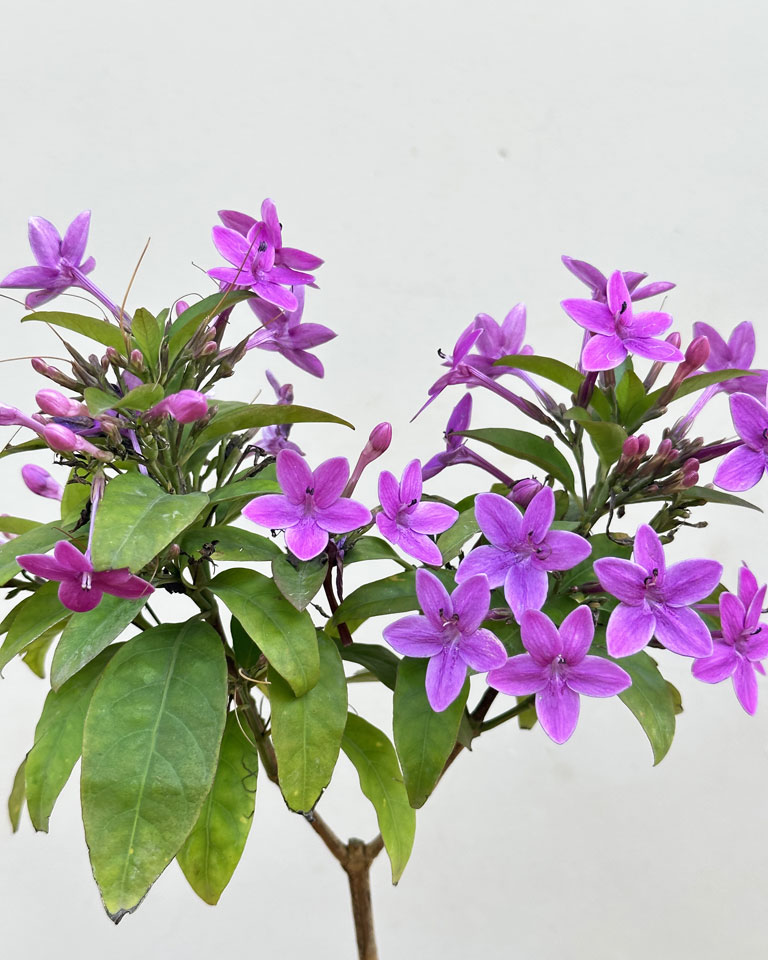 Purple Crossandra