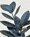 Raven Black ZZ Plant