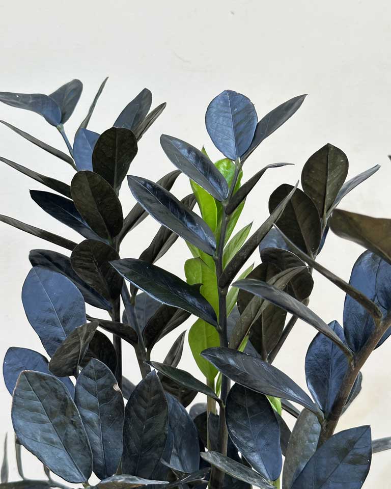 Online plant store