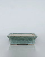 Rectangle Bonsai Tray, Unlimited Greens