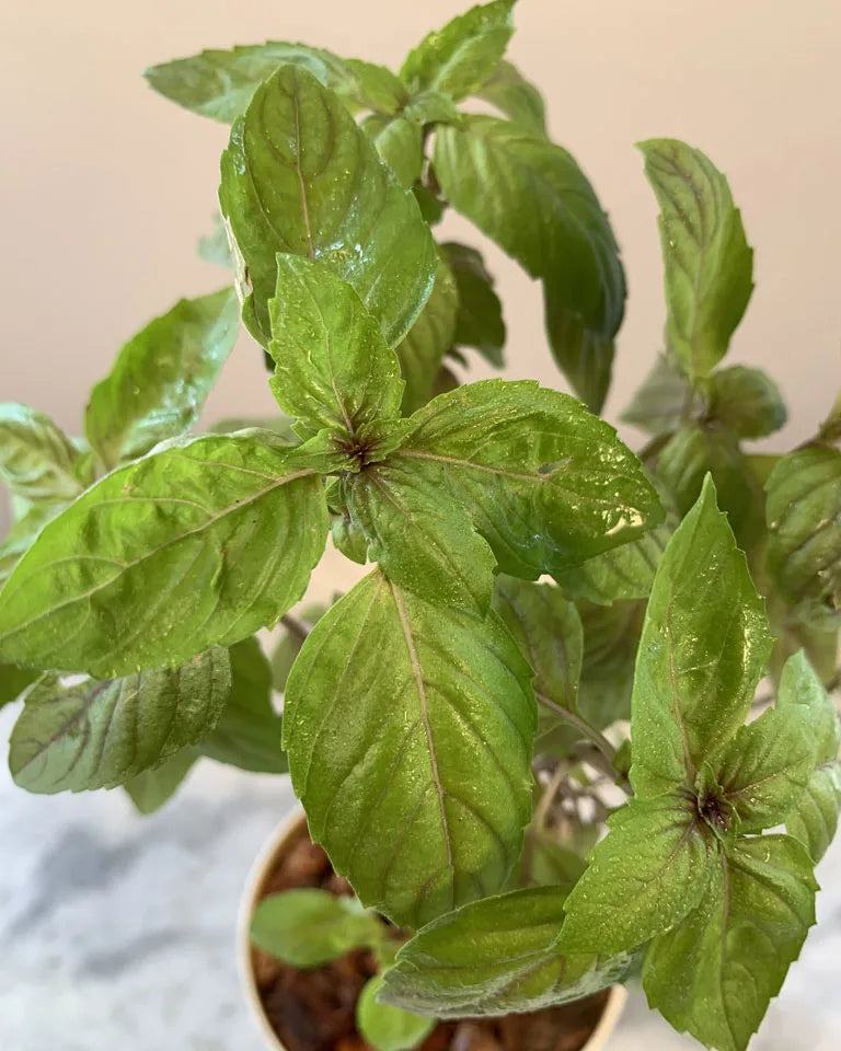 Red Basil Herb Plant
