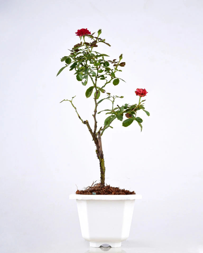 Button Rose Plant