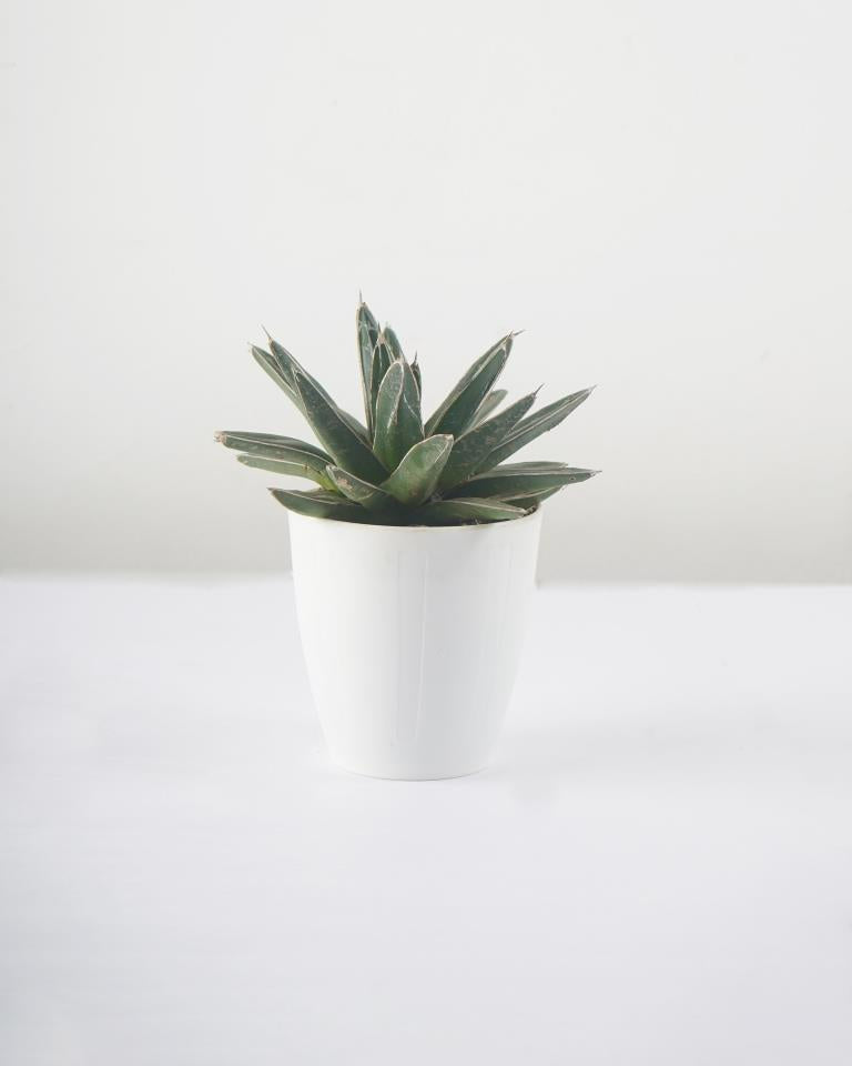 Buy Royal Agave plant online - Unlimited Greens