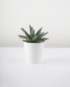 Buy Royal Agave plant online - Unlimited Greens