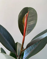Buy Rubber Plant online in Delhi, Unlimited Greens