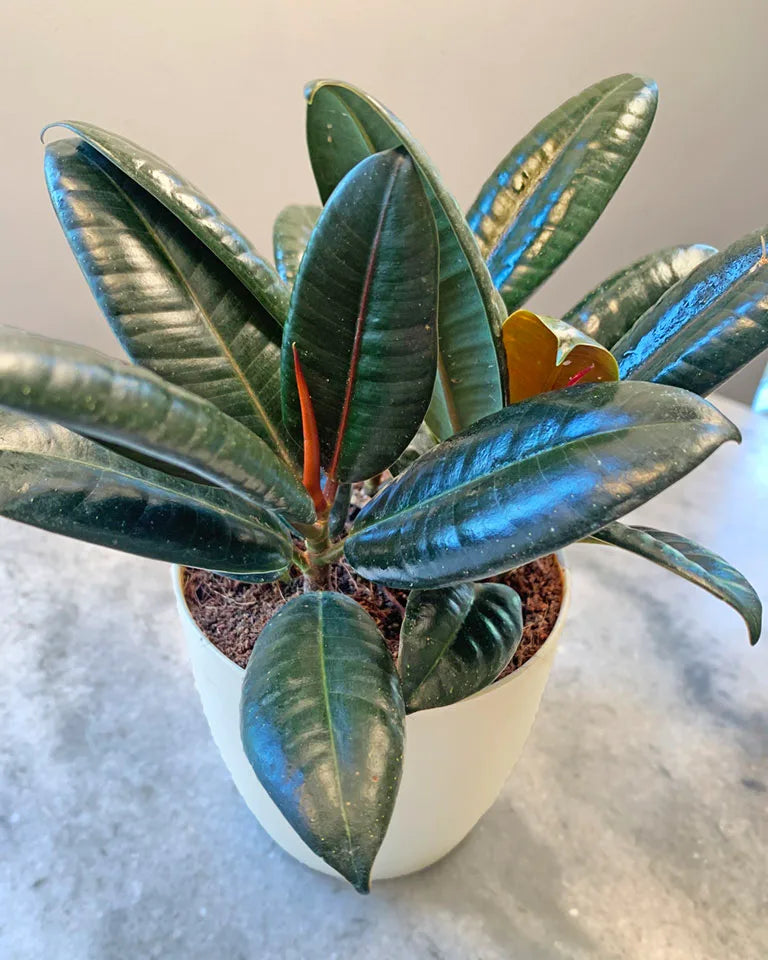 Rubber Plant 3-in-1