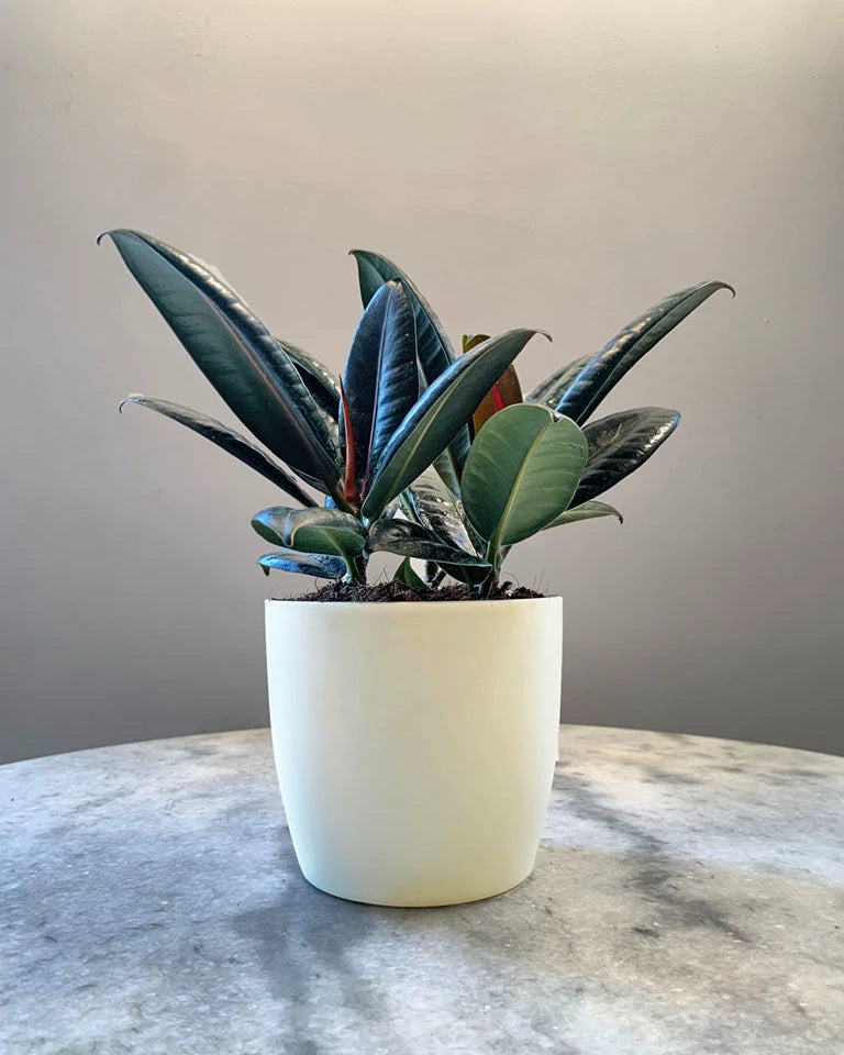 Rubber Plant 3-in-1