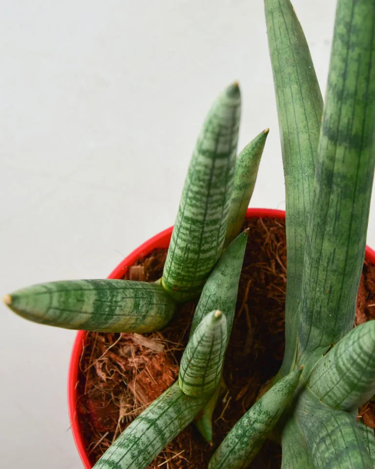 Sanseveria Boncel dwarf - Unlimited Greens