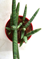 Sansevieria boncel rhino plant India - Unlimited Greens