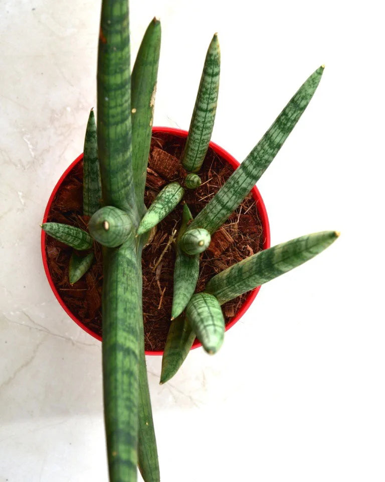 Sansevieria boncel rhino plant India - Unlimited Greens