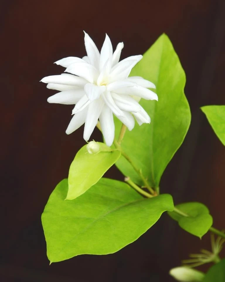 Scented Motia flower online, Unlimited Greens
