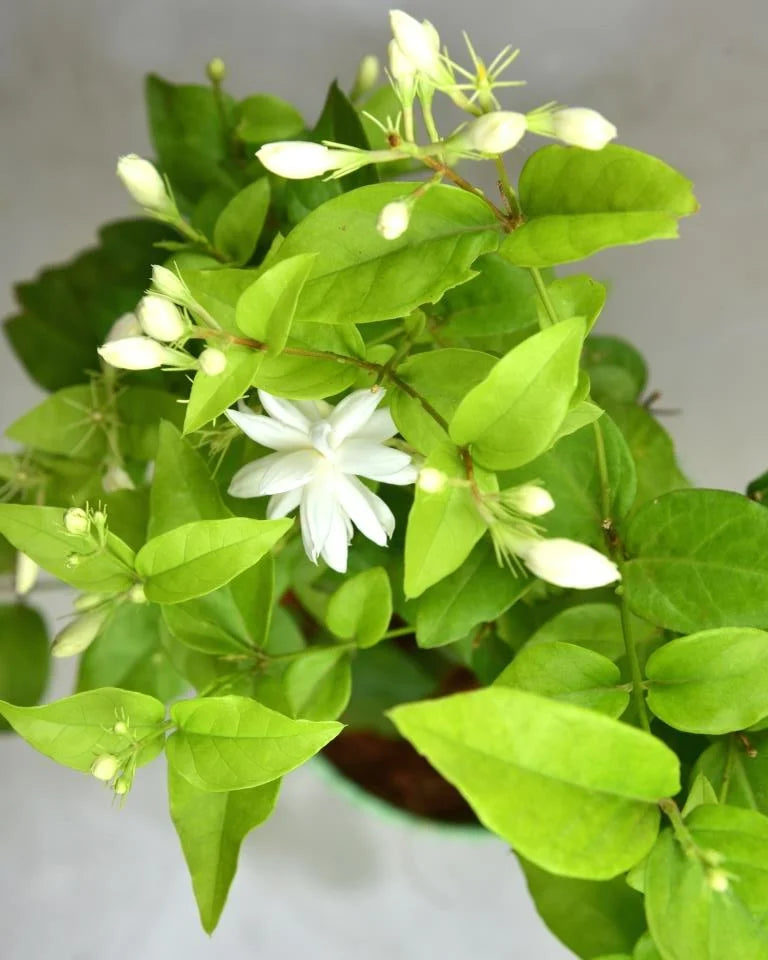 Scented Motia 3 Steps Plant
