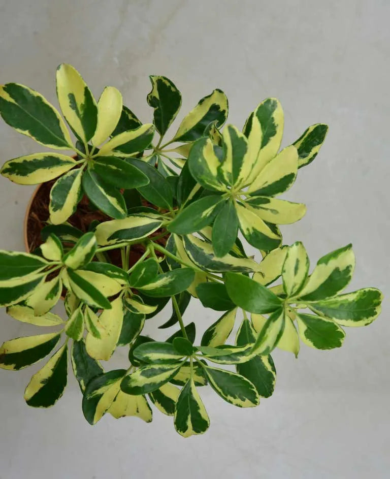 Schefflera bonsai plant India, Unlimited Greens