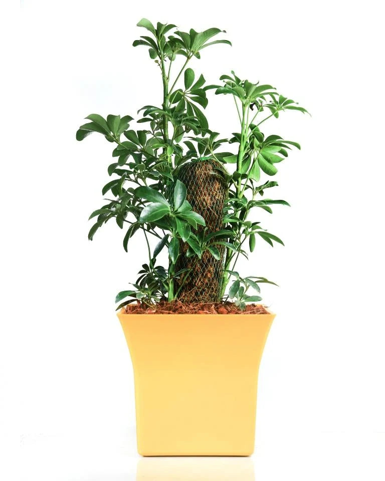 Schefflera Plant with Moss Stick