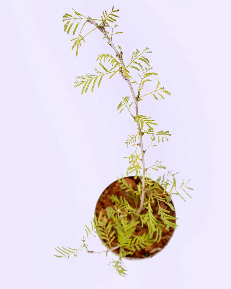 Shami plant benefits