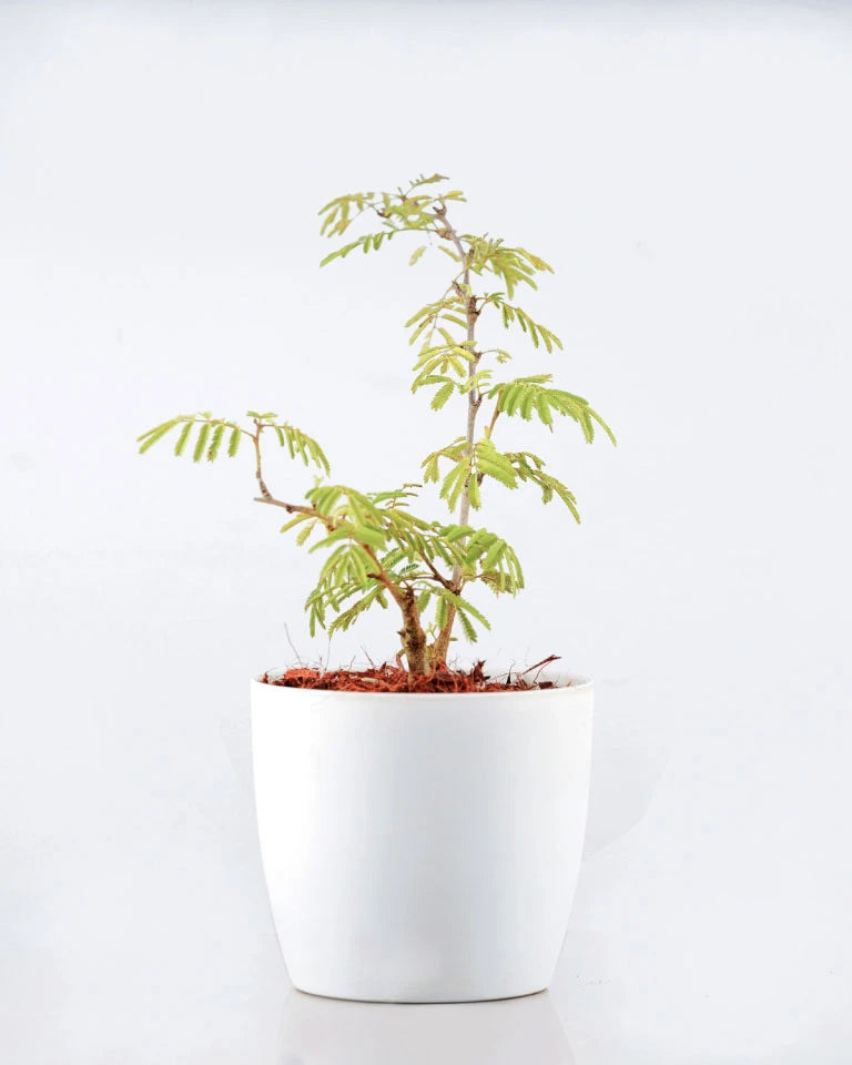shami plant online