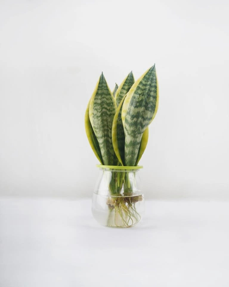 Snake Plant (In water) Unlimited Greens