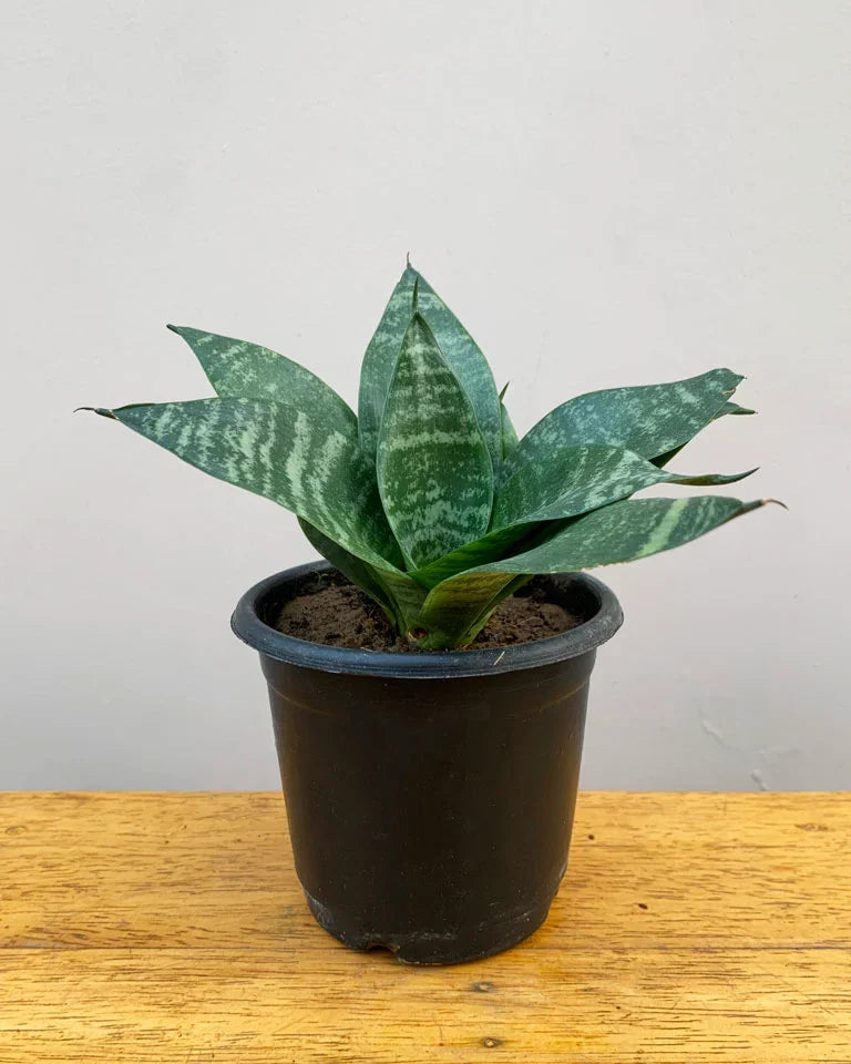 Snake Plant Small, Unlimited Greens