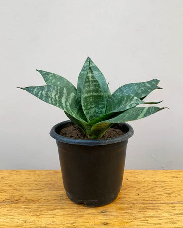 ₹199/- Store – unlimitedgreens