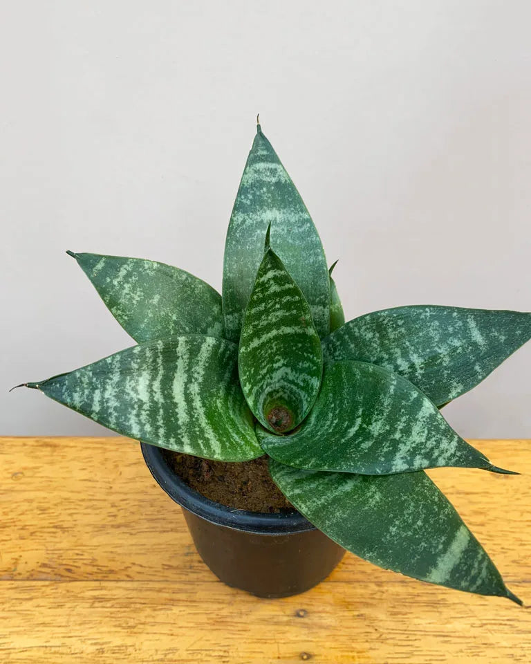 order snake plants online Snake Plant Small – unlimitedgreens