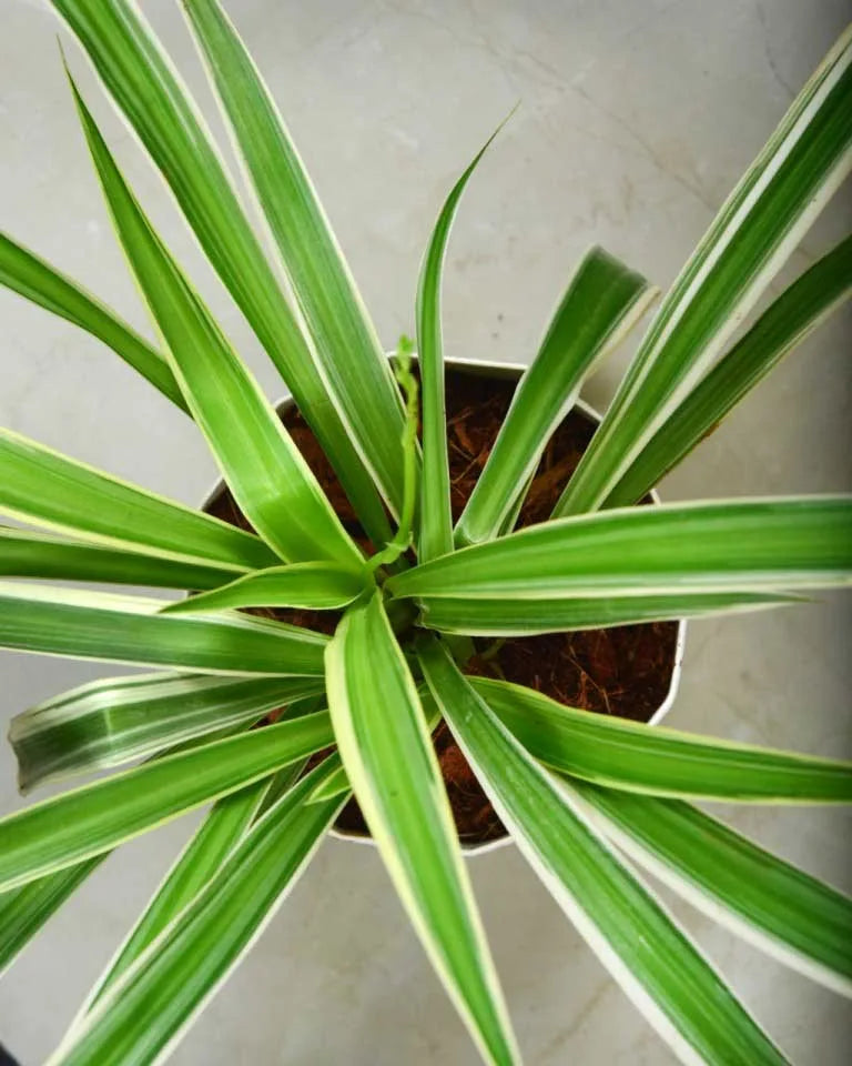 Spider plant air purifier, Unlimited Greens
