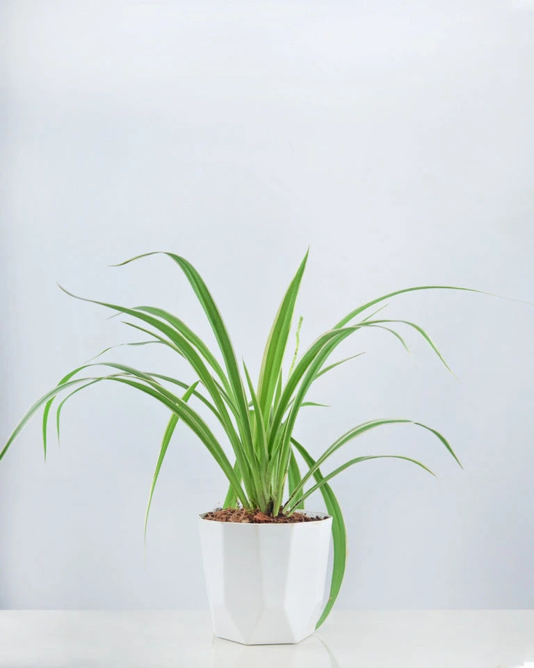Chlorophytum (Spider plant)