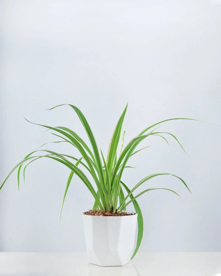 Chlorophytum Spider plant - Unlimited Greens