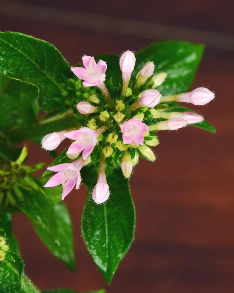 pentas in pots online - Unlimited Greens