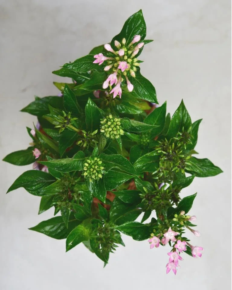 pentas plant online - Unlimited Greens