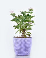 Super Pentas Plant Online at Lowest Price - Unlimited Greens