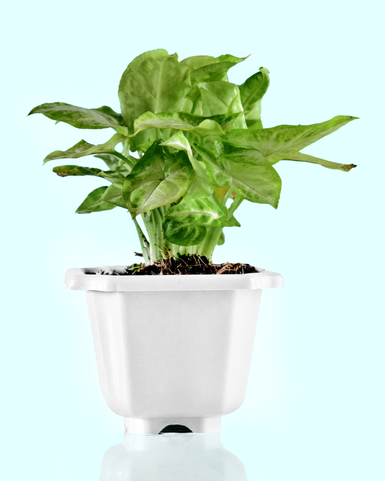 Syngonium Golden Plant India - Unlimited Greens
