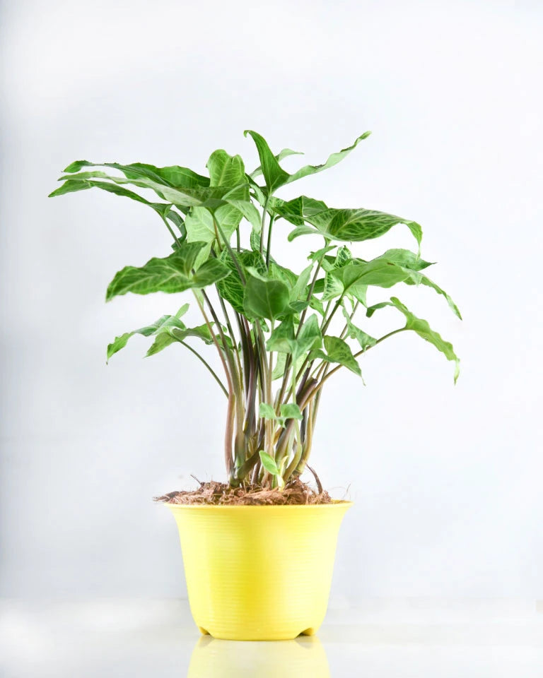 Syngonium Variegated Plant