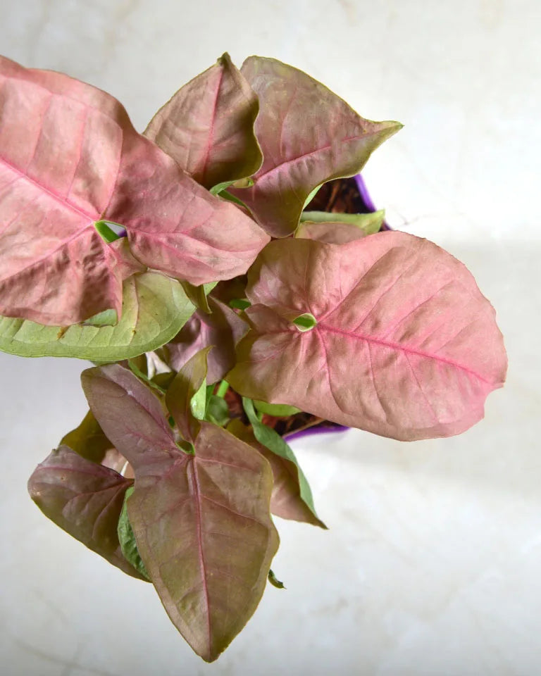 Syngonium pink plant, Unlimited Greens