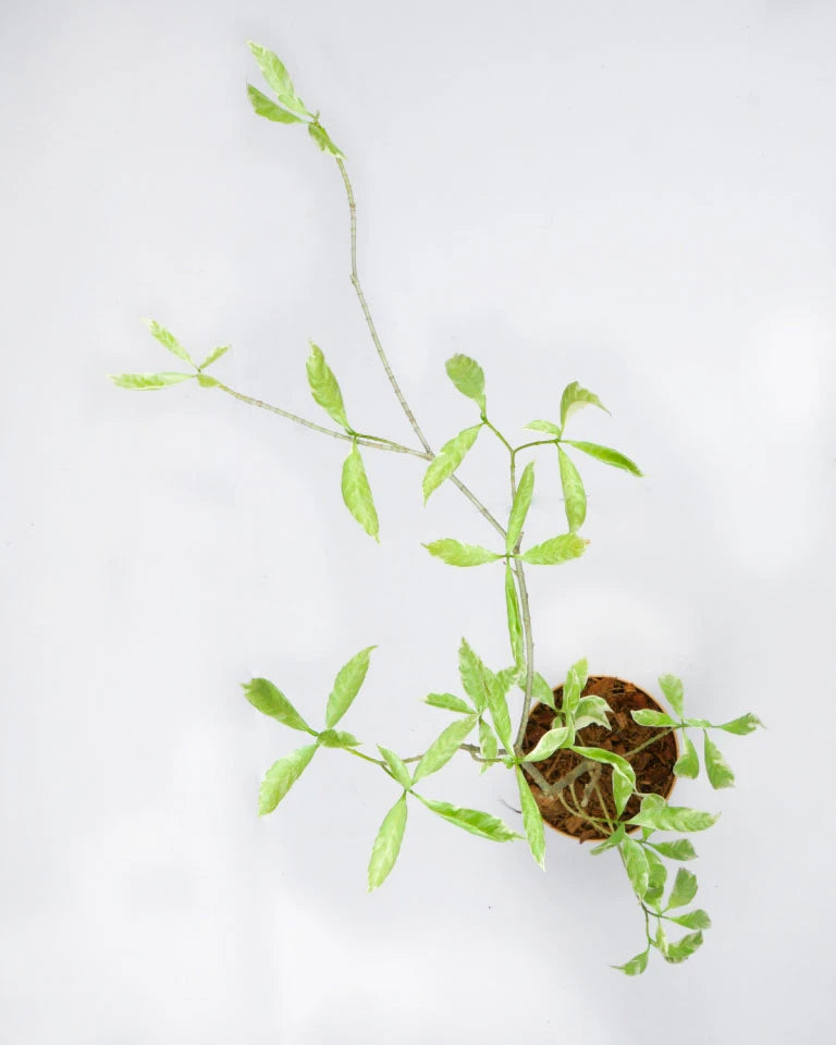 Online plant nursery