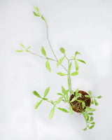 Online plant nursery