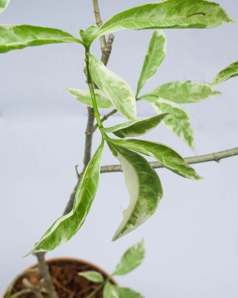 Online plant nursery
