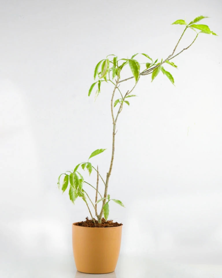 Buy Outdoor plant online 