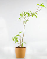 Buy Outdoor plant online 