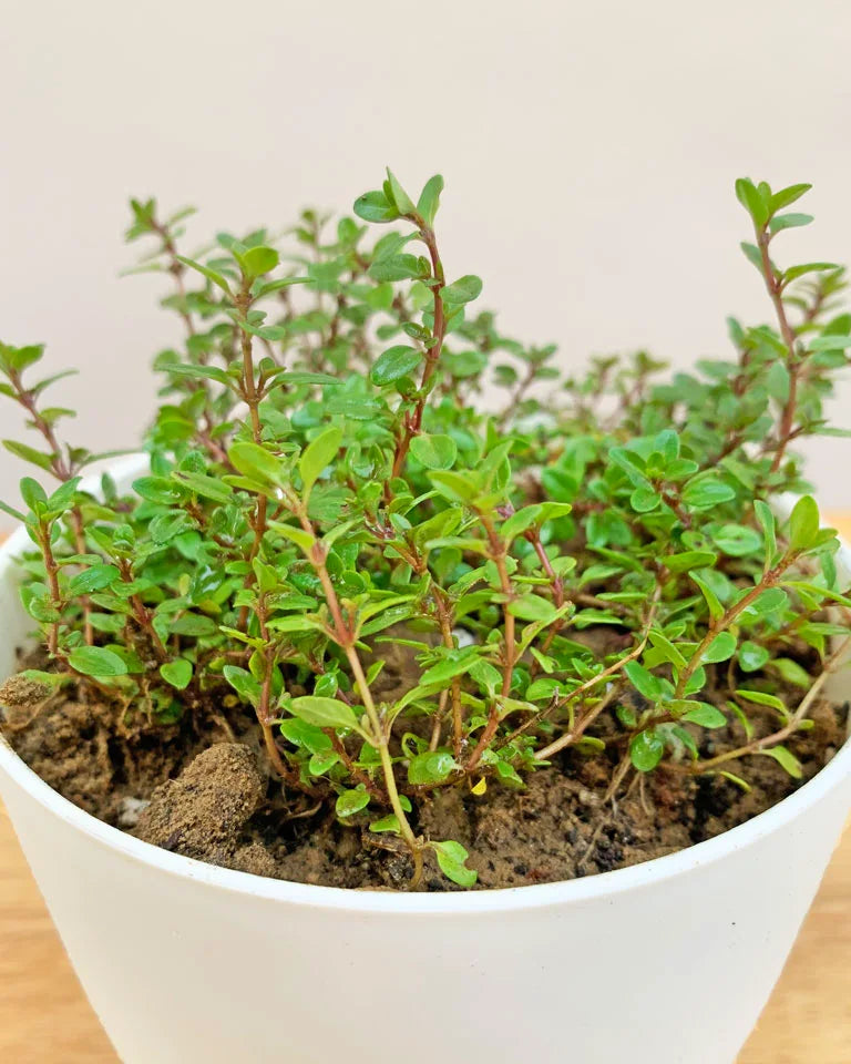 Thyme Plant for sale, Unlimited Greens