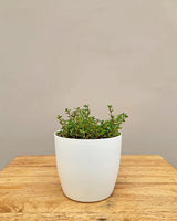 Thyme plant Online, Unlimited Greens
