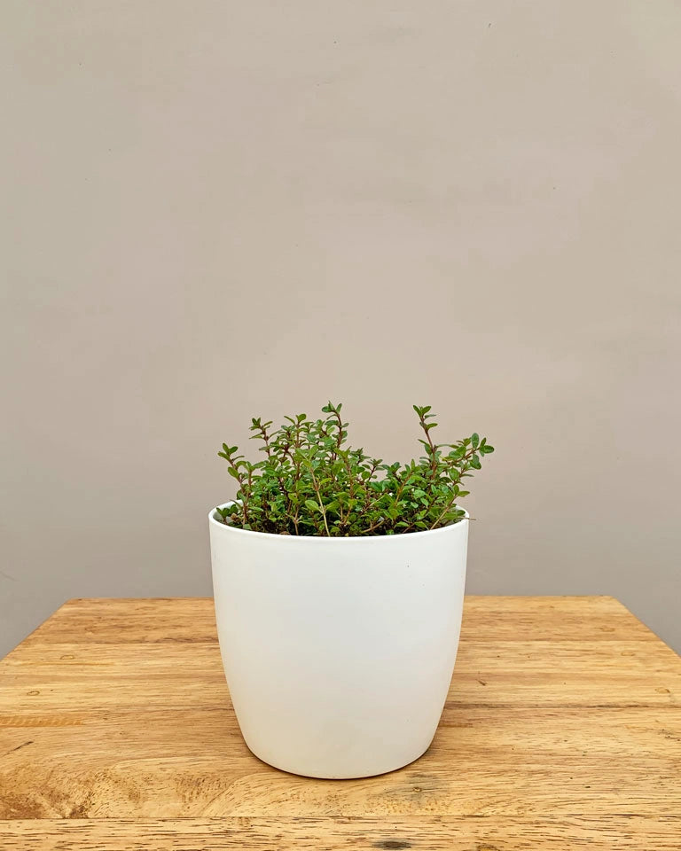 Thyme plant Online, Unlimited Greens