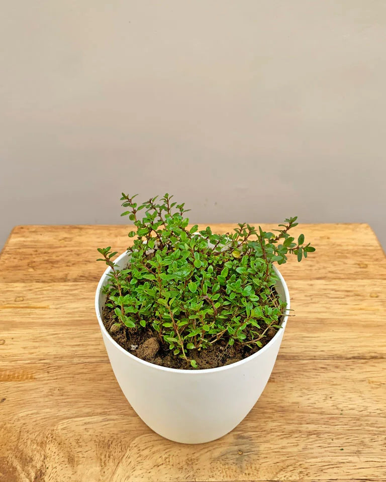 Thyme Plant sale, Unlimited Greens