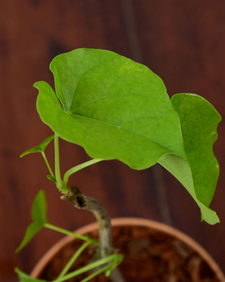 Tinospora Cordifolia Giloy Plant