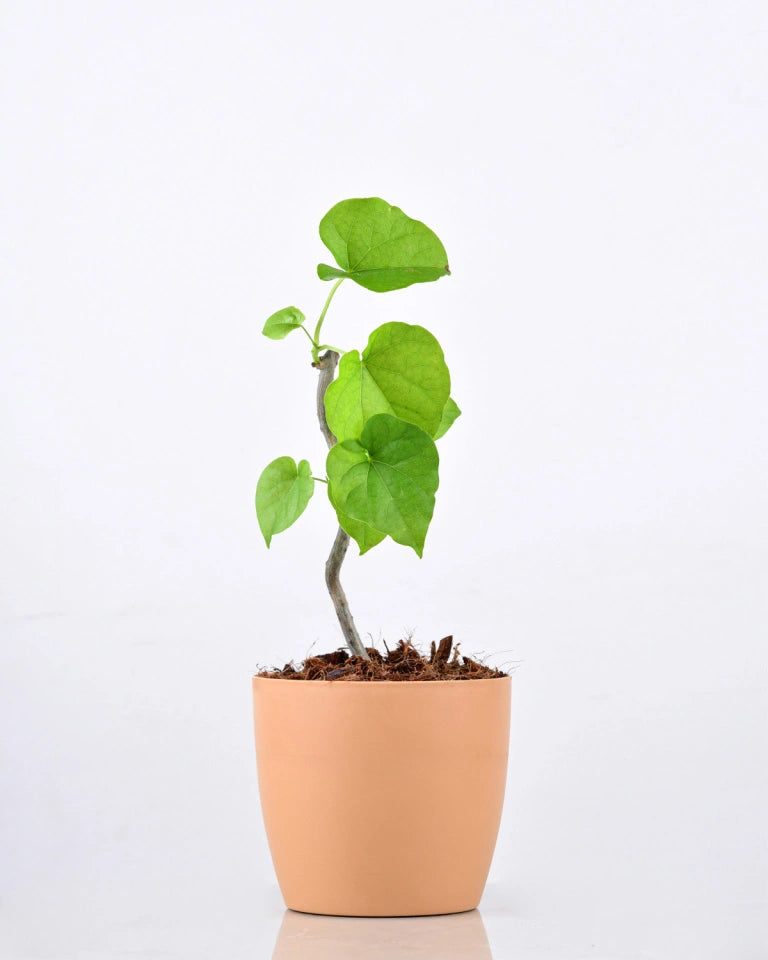 Tinospora Cordifolia Giloy Plant