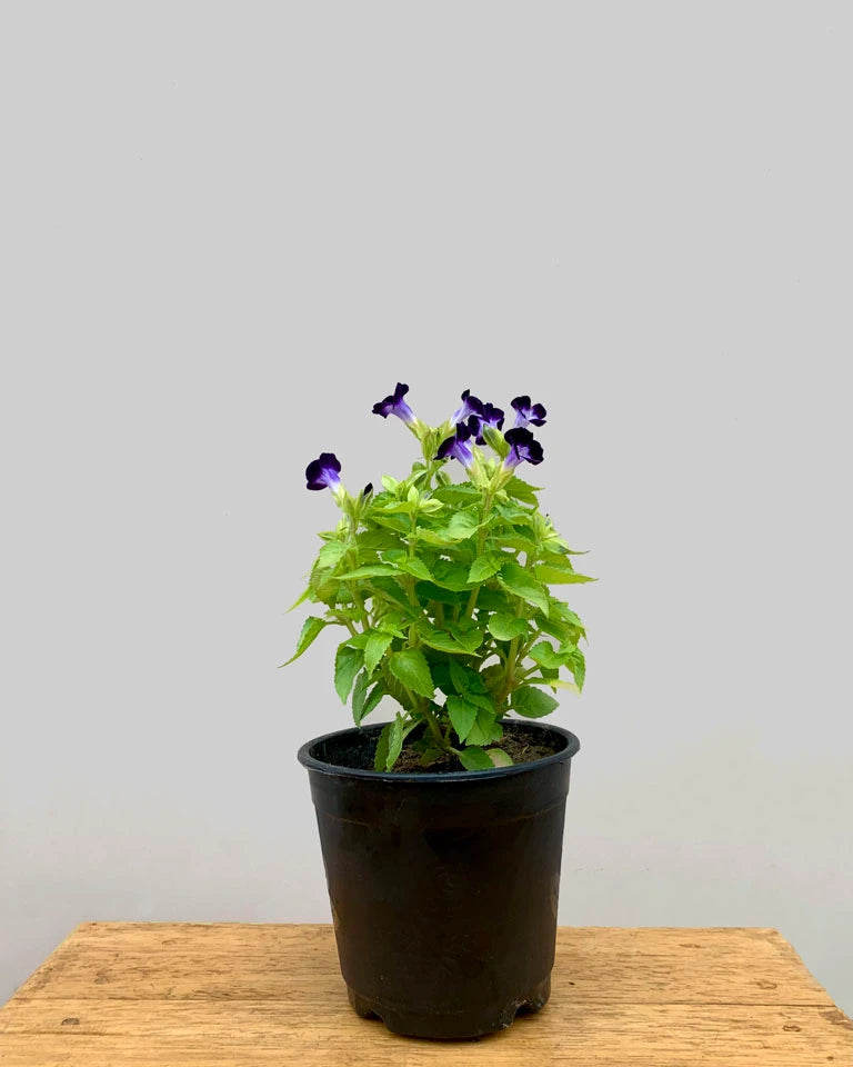 Torenia Plant