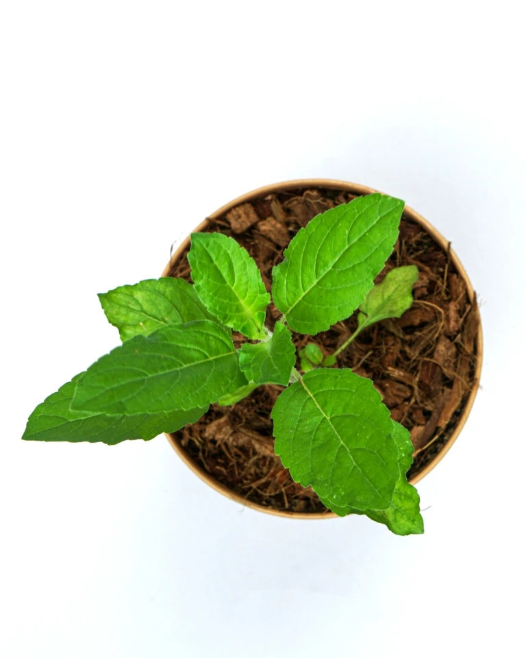 Tulsi Herbal Plant