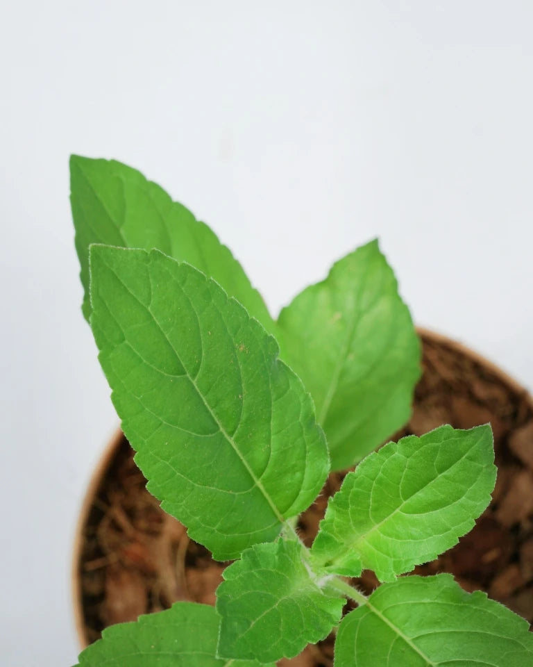 Tulsi Herbal Plant