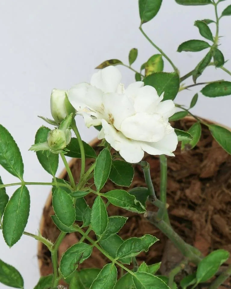 White Rose Plant Creeper