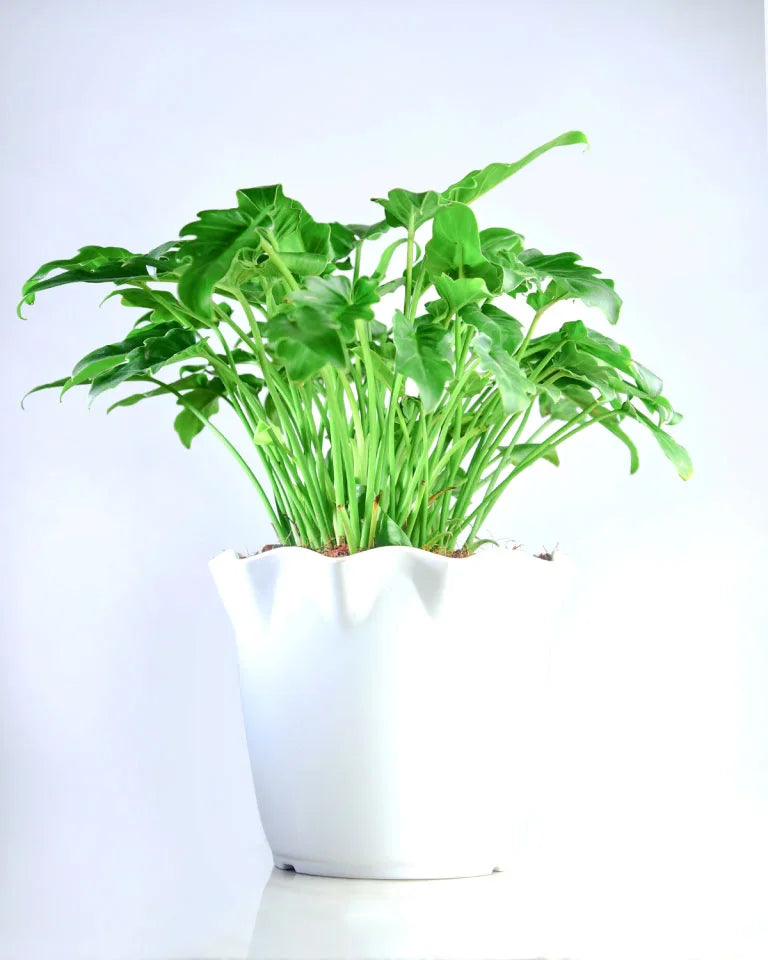 Xanadu Green Plant