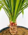 Yucca Palm online India, Unlimited Greens